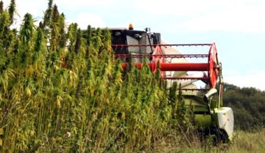 Швейцарцы займутся переработкой конопли на юге Казахстана