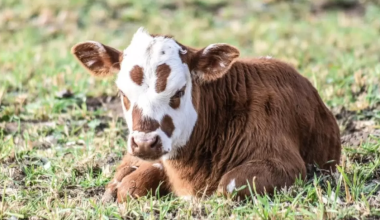 Казахстан продлил ограничения на экспорт овец, коз и бычков