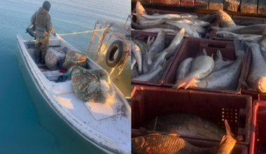 На озере Балхаш задержали браконьеров с крупным уловом