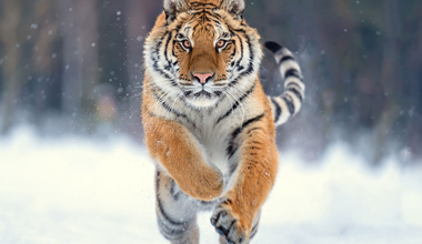 Россия бесплатно передаст Казахстану четырех амурских тигров