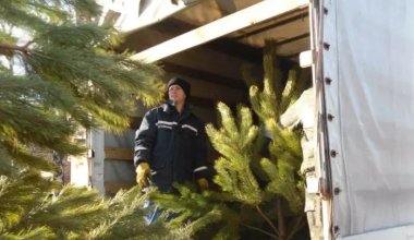 Тысячи российских елок доставили в Казахстан