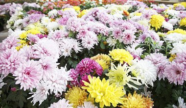 Казахстанские цветы не пустили в Россию, признав опасными