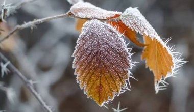Какая погода будет 23 ноября в Казахстане