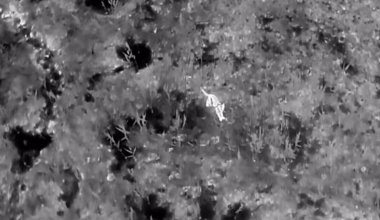 Редкий камышовый кот в Казахстане попал в объектив камеры