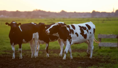 Скот гибнет от неизвестной инфекции в селе в Атырауской области
