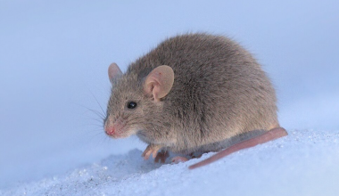 В Атырау из-за нашествия мышей началась массовая дератизация