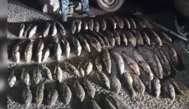 Больше 4 тысяч человек наказали за браконьерство в Казахстане за месяц