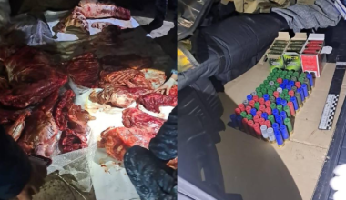 Туши архаров и сайгака нашли у охотника в Павлодарской области