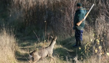 Туши косуль нашли в авто: браконьеров задержали в Западном Казахстане