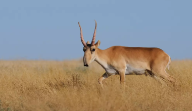 Казахстан начнет отправку сайгаков в Китай с 2026 года