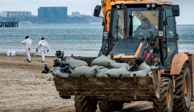 Разлив мазута в Черном море привел к гибели сотен дельфинов