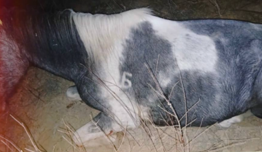 Более 530 скотокрадов задержали в Казахстане в 2025 году