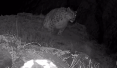 Снежный барс попал в фотоловушку в нацпарке Казахстана