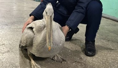 Жители Семея спасли редкого пеликана, занесённого в Красную книгу