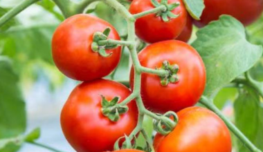 Зараженные опасным вирусом семена томатов пытались провезти в Астану