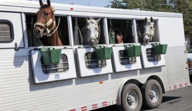 Россия запретила вывоз лошадей из Башкортостана в Казахстан