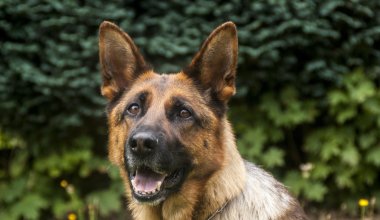 Казахстанские пограничники потратили миллиарды на собачий корм