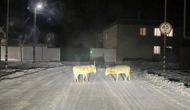 Мигрирующие из Казахстана сайгаки столкнулись с трудностями в России