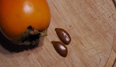 90-летнюю казахстанку едва не убила хурма