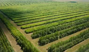 Скандал в Атырауской области: акима сняли из-за вырубки парка