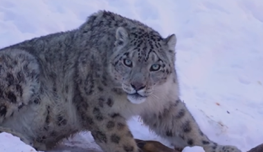 Отдыхал после охоты: фотограф встретил снежного барса в горах Алматы