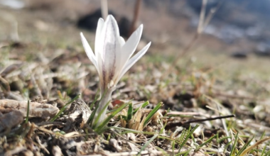 “Начало новой жизни”: первые подснежники зацвели в Каратау