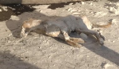 Стрелок-ветеринар: новый поворот в деле убийства тазы в Караганде