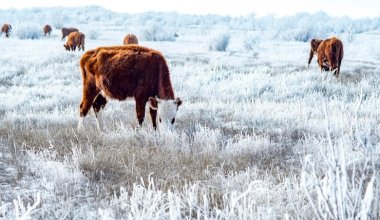 Массовый падеж скота в Атырауской области: власти провели проверку