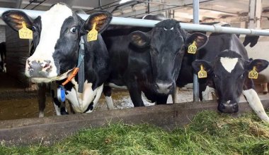 Видео про «уничтожение скота» — не из Казахстана: заявление Минсельхоза
