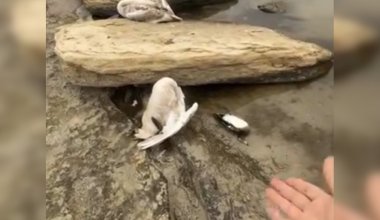 Сбросы сточных вод убивают лебедей в Мангистау