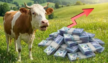 Почему банки боятся коров, но не смартфонов – уроки Кыргызстана для Казахстана