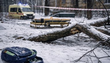 В Шымкенте школьника насмерть придавила ветка дерева