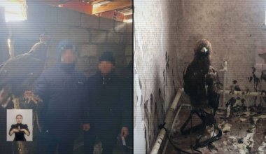 Сотрудники Баянаульского нацпарка задержаны за вывоз редких птиц за границу