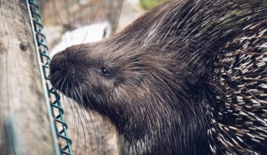 Краснокнижные дикобразы попали в фотоловушку в горах Алатау