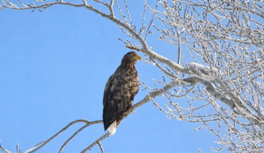 Краснокнижного орлана-белохвоста запечатлели в Восточном Казахстане