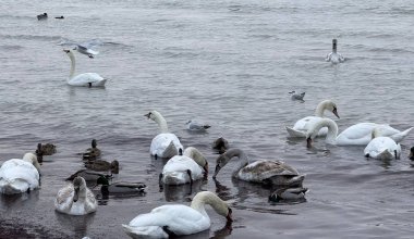 Гибель лебедей в Мангистау: экологи проверили морскую воду