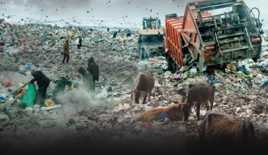 Почти 250 стихийных свалок нашли в Туркестанской области