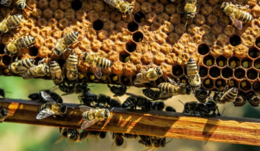 Казахстан значительно нарастил экспорт меда: какие страны его покупают