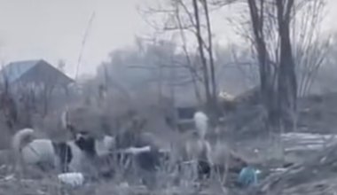 Стая собак напала на 52-летнюю женщину в Каскелене