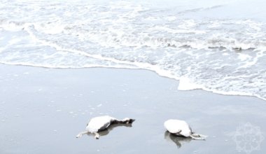 Тысячи мертвых птиц на берегу Каспия: начато расследование