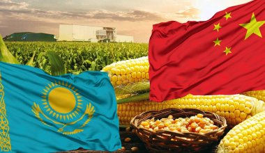 Китай будет учить казахстанских фермеров выращивать кукурузу