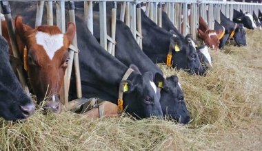 "Это неправомерно": Россия резко ответила на введённый Казахстаном запрет по скоту