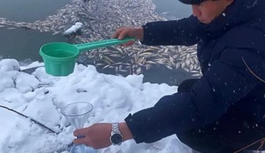 Загрязнение реки и гибель рыбы: спиртзавод оштрафовали в Акмолинской области