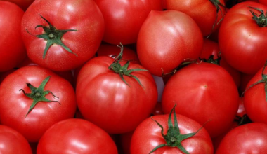 Зараженные вирусом семена томата пытались ввезти в Казахстан из России