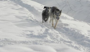 Бродячие собаки загрызли 17 овец в Акмолинской области