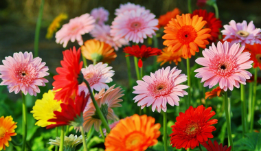 Какие цветы опасно дарить на 8 марта