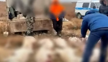 Туши сайги и оружие нашли у браконьеров в Актюбинской области