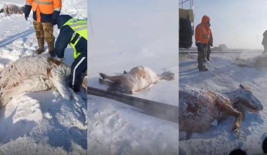 Поезд насмерть сбил целый табун лошадей на севере Казахстана
