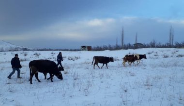 Ящур? Вслед за Россией о массовом падеже скота заявили в Кыргызстане