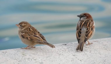 Красная книга Казахстана: под угрозой исчезновения до 70% птиц